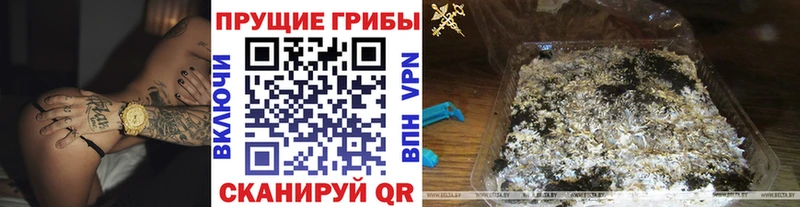 даркнет сайт  Элиста  Псилоцибиновые грибы Psilocybe 
